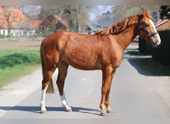 German Riding Pony, Gelding, 3 years, 14.1 hh, Chestnut-Red