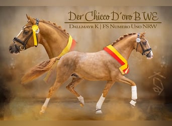 German Riding Pony, Gelding, 3 years, 14.1 hh, Chestnut-Red