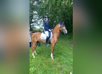 German Riding Pony, Gelding, 3 years, 14,1 hh, Chestnut-Red