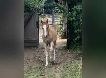 German Riding Pony, Gelding, 3 years, 14.1 hh, Chestnut-Red