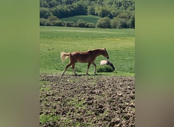 German Riding Pony, Gelding, 3 years, 14.1 hh, Chestnut-Red