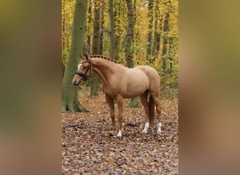 German Riding Pony, Gelding, 3 years, 14,1 hh, Chestnut-Red