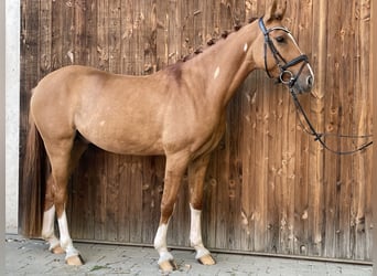 German Riding Pony, Gelding, 3 years, 14.1 hh, Chestnut-Red