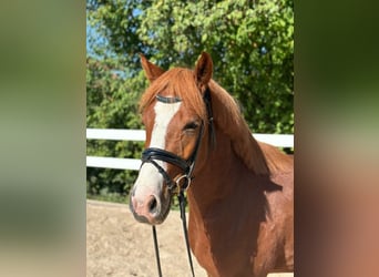 German Riding Pony, Gelding, 3 years, 14.1 hh, Chestnut-Red