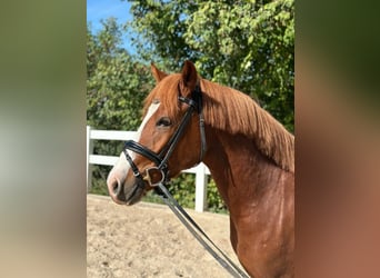 German Riding Pony, Gelding, 3 years, 14.1 hh, Chestnut-Red