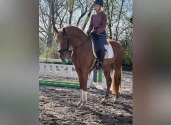 German Riding Pony, Gelding, 3 years, 14.1 hh, Chestnut-Red