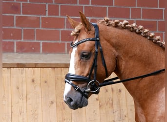 German Riding Pony, Gelding, 3 years, 14,1 hh, Chestnut-Red