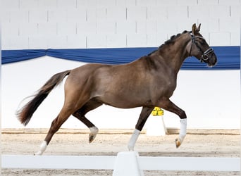 German Riding Pony, Gelding, 3 years, 14.1 hh, Dun