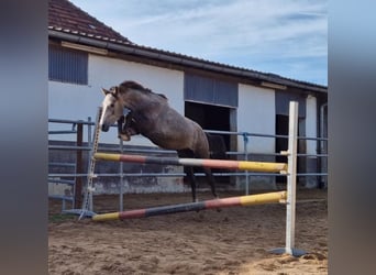 German Riding Pony, Gelding, 3 years, 14.1 hh, Gray