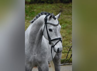 German Riding Pony, Gelding, 3 years, 14.1 hh, Grey