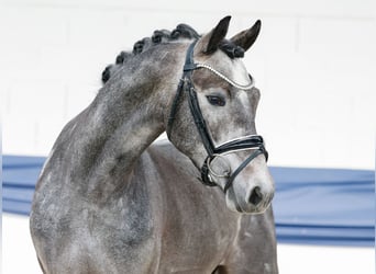 German Riding Pony, Gelding, 3 years, 14.1 hh, Grey