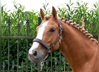 German Riding Pony, Gelding, 3 years, 14.1 hh