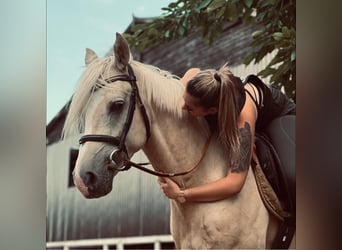 German Riding Pony, Gelding, 3 years, 14.1 hh, Palomino