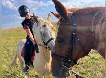 German Riding Pony, Gelding, 3 years, 14.1 hh, Palomino