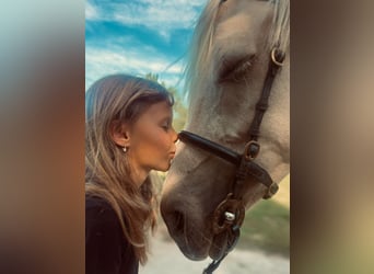 German Riding Pony, Gelding, 3 years, 14.1 hh, Palomino