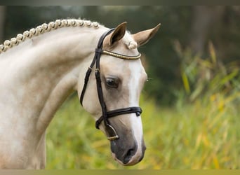 German Riding Pony, Gelding, 3 years, 14.1 hh, Palomino
