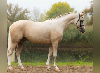 German Riding Pony, Gelding, 3 years, 14.1 hh, Palomino