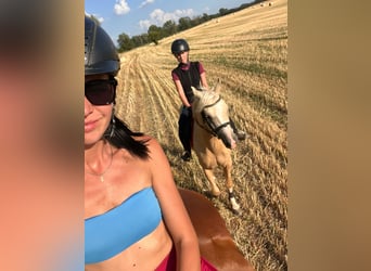 German Riding Pony, Gelding, 3 years, 14.1 hh, Palomino