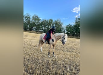 German Riding Pony, Gelding, 3 years, 14.1 hh, Palomino