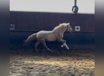 German Riding Pony, Gelding, 3 years, 14.1 hh, Palomino