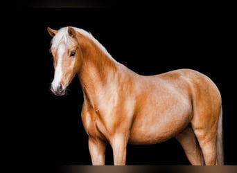 German Riding Pony, Gelding, 3 years, 14.1 hh, Palomino