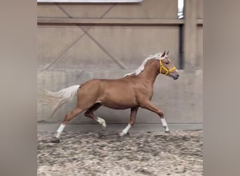 German Riding Pony, Gelding, 3 years, 14.1 hh, Palomino