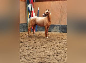 German Riding Pony, Gelding, 3 years, 14,1 hh, Palomino