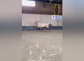 German Riding Pony, Gelding, 3 years, 14,1 hh, Palomino