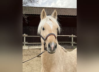 German Riding Pony, Gelding, 3 years, 14.1 hh, Palomino