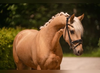 German Riding Pony, Gelding, 3 years, 14.1 hh, Palomino
