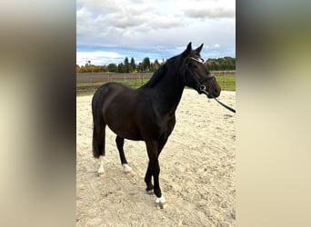 German Riding Pony, Gelding, 3 years, 14.1 hh, Smoky-Black
