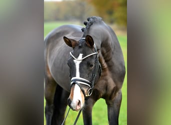 German Riding Pony, Gelding, 3 years, 14,2 hh, Bay-Dark