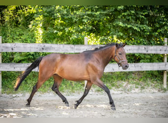 German Riding Pony, Gelding, 3 years, 14.2 hh, Bay-Dark