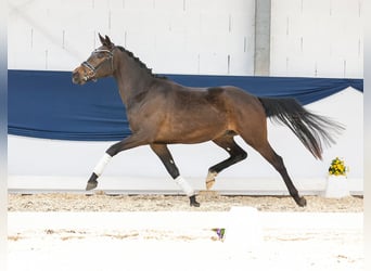 German Riding Pony, Gelding, 3 years, 14.2 hh, Bay-Dark