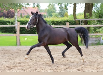 German Riding Pony, Gelding, 3 years, 14.2 hh, Black