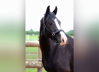 German Riding Pony, Gelding, 3 years, 14.2 hh, Black