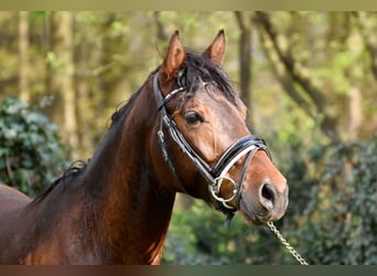 German Riding Pony, Gelding, 3 years, 14.2 hh, Brown