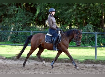 German Riding Pony, Gelding, 3 years, 14.2 hh, Brown