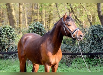 German Riding Pony, Gelding, 3 years, 14.2 hh, Brown