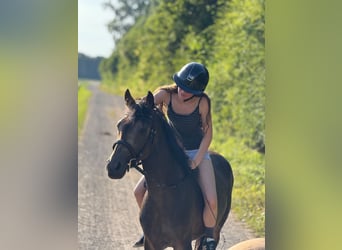 German Riding Pony, Gelding, 3 years, 14.2 hh, Buckskin