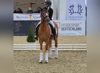 German Riding Pony, Gelding, 3 years, 14.2 hh, Chestnut-Red