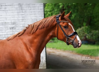 German Riding Pony, Gelding, 3 years, 14.2 hh, Chestnut-Red