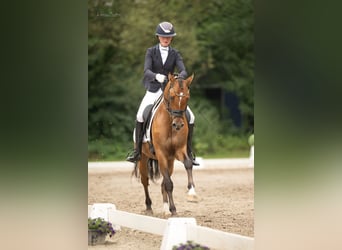 German Riding Pony, Gelding, 3 years, 14.2 hh, Dun German Riding Pony, Gelding, 3 years, 14.2 hh, Dun