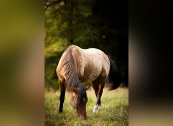 German Riding Pony Mix, Gelding, 3 years, 14.2 hh, Leopard-Piebald