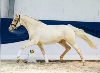 German Riding Pony, Gelding, 3 years, 14,2 hh, Palomino