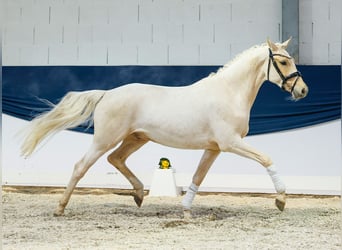 German Riding Pony, Gelding, 3 years, 14,2 hh, Palomino