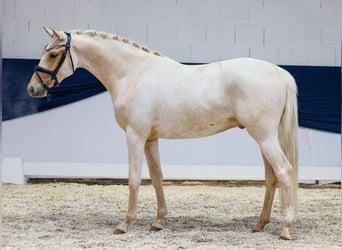 German Riding Pony, Gelding, 3 years, 14,2 hh, Palomino