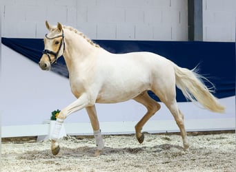 German Riding Pony, Gelding, 3 years, 14,2 hh, Palomino