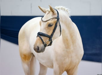 German Riding Pony, Gelding, 3 years, 14,2 hh, Palomino