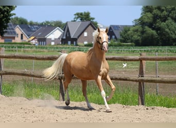 German Riding Pony, Gelding, 3 years, 14.2 hh, Palomino